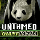 Tragamonedas 
Untamed Giant Panda