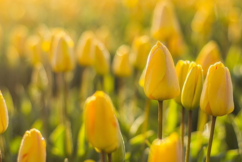 campo-de-flores-de-tulipanes