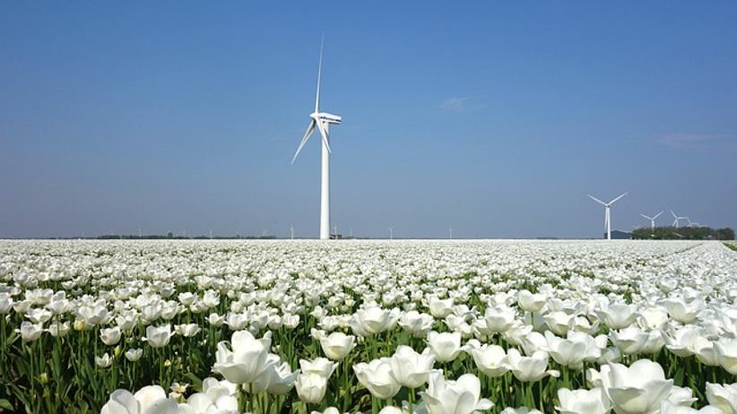 campo-de-flores-de-tulipán-en-los-países-bajos