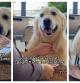 El Golden Retriever que ha enamorado a las redes por cómo reacciona al probar los espaguetis por primera vez
