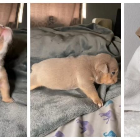 El cachorro de Bulldog inglés que ha enamorado a las redes por cómo da sus primeros pasos