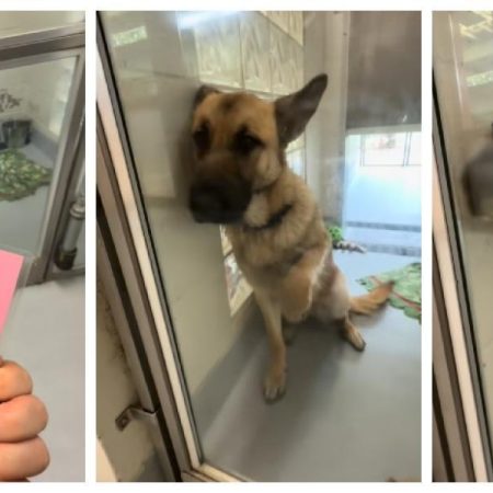 La emotiva reacción de un Pastor Alemán al conocer que ha sido adoptado por una familia