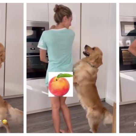 El Golden Retriever que ha conquistado a las redes por cómo reacciona al bailar sevillanas con su dueña