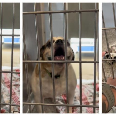 La reacción de un Bulldog inglés al ser adoptado tras años en una perrera