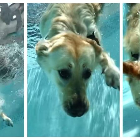 El Golden Retriever que ha enamorado a las redes por cómo reacciona al sumergirse en la piscina para coger una piedra del fondo