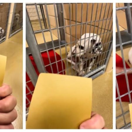 La inesperada reacción de un Dálmata cachorro al ser adoptado por una familia