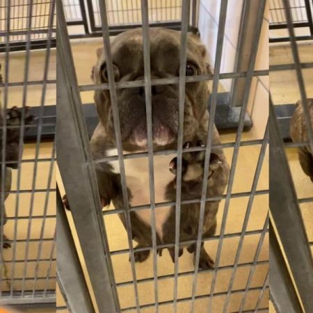 La emocionante reacción de un Bulldog al darse cuenta que ha sido adoptado