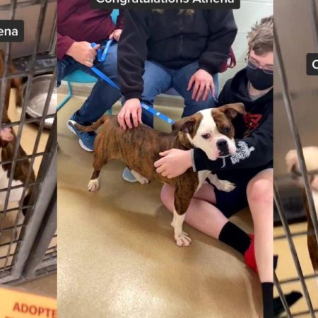 La alegría de un Bulldog cuando se da cuenta de que es adoptado y se reúne con su nueva familia