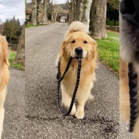 El Golden Retriever que ha enamorado las redes por cómo se pasea a sí mismo