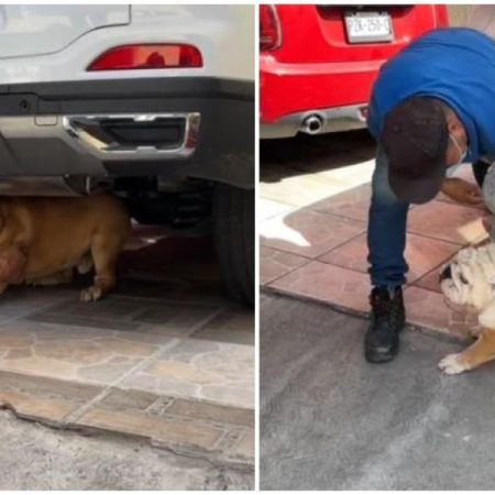 La reacción de un Bulldog inglés al ver que sus dueños quieren bañarlo