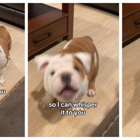 El Bulldog inglés que ha conquistado las redes por cómo reacciona cuando su dueña le dice que se parece a una patata