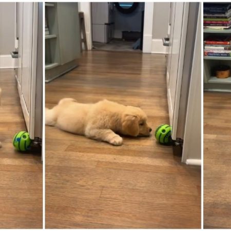 El Golden Retriever cachorro que ha conquistado a las redes por lo que hace cuando su pelota queda atrapada: “No hay nada más mono”