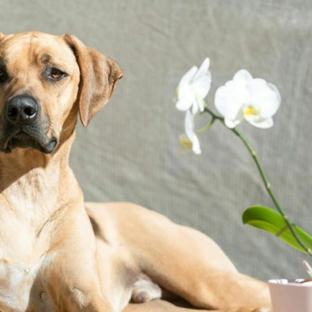 Los perros huelen el estrés de sus dueños y altera su comportamiento: “Perciben las emociones humanas a través del olfato”