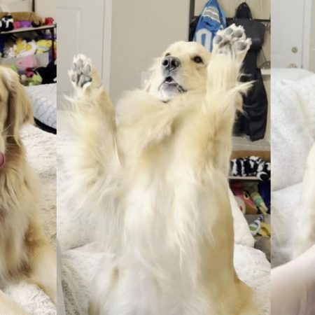 El Golden Retriever que ha conquistado las redes por su reacción cuando le ofrecen crema de cacahuete
