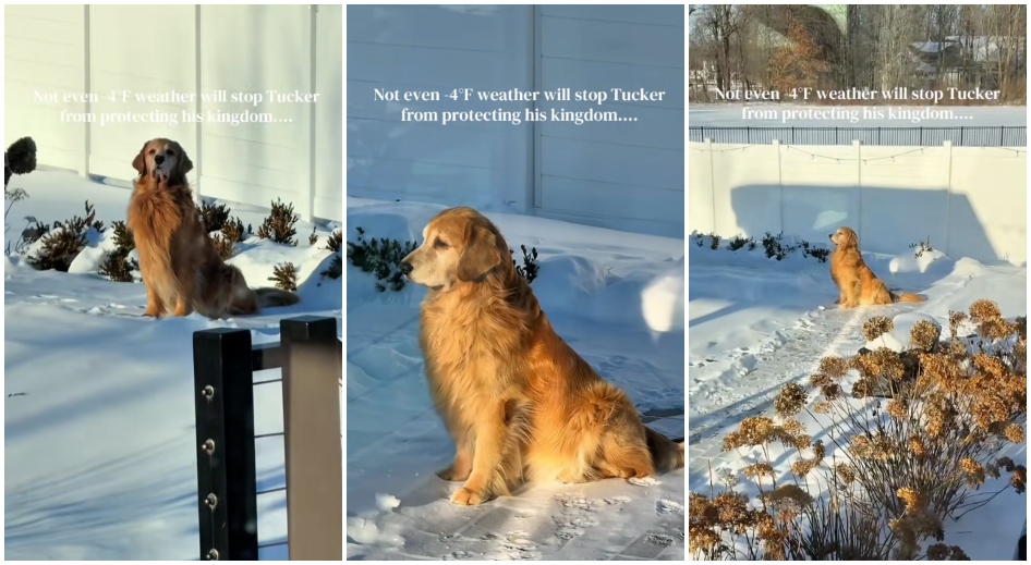 El fenómeno viral de las mascotas en 2026: perros y gatos conquistando las redes sociales españolas