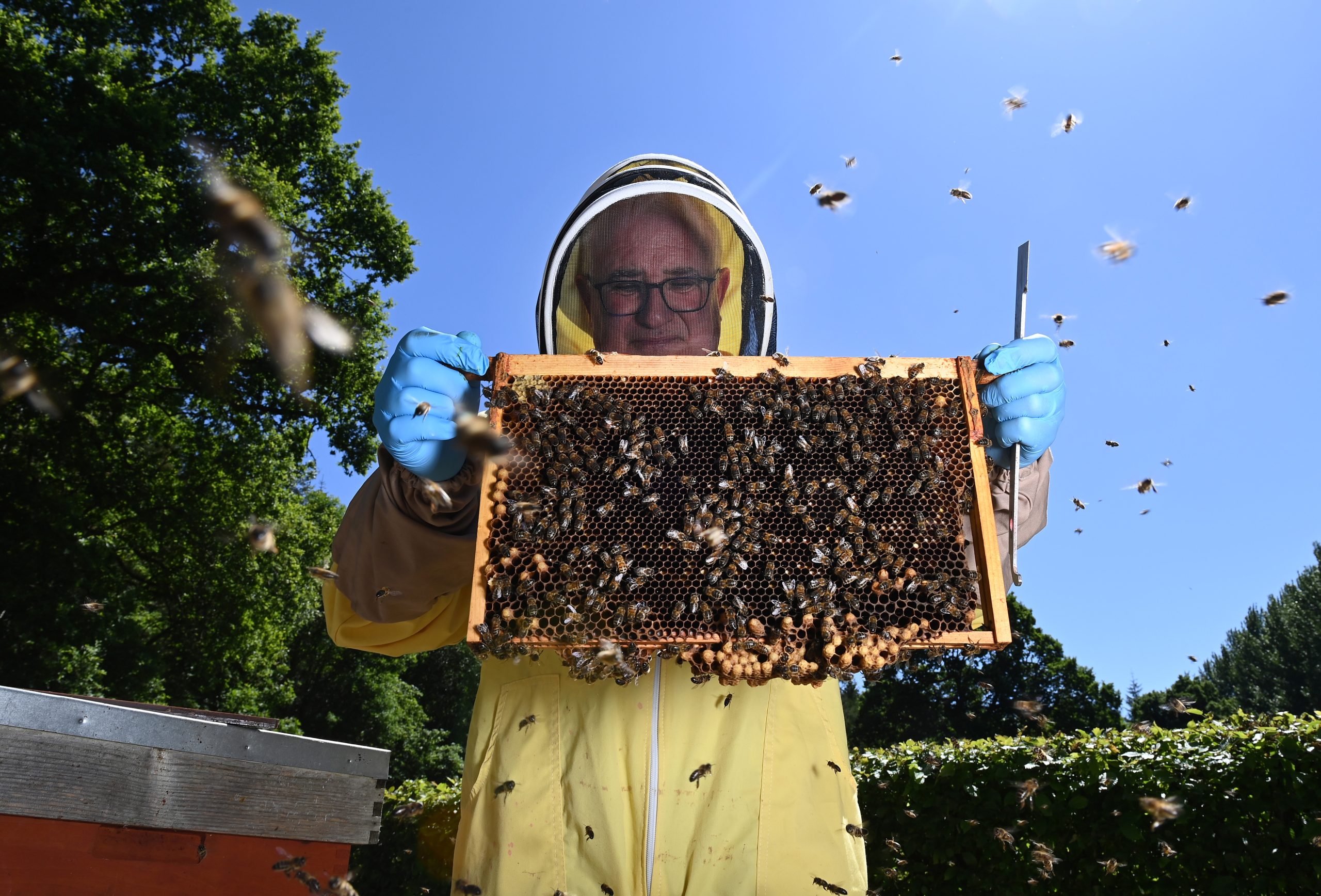 Las abejas: guardianas inesperadas de la agricultura en Kenia