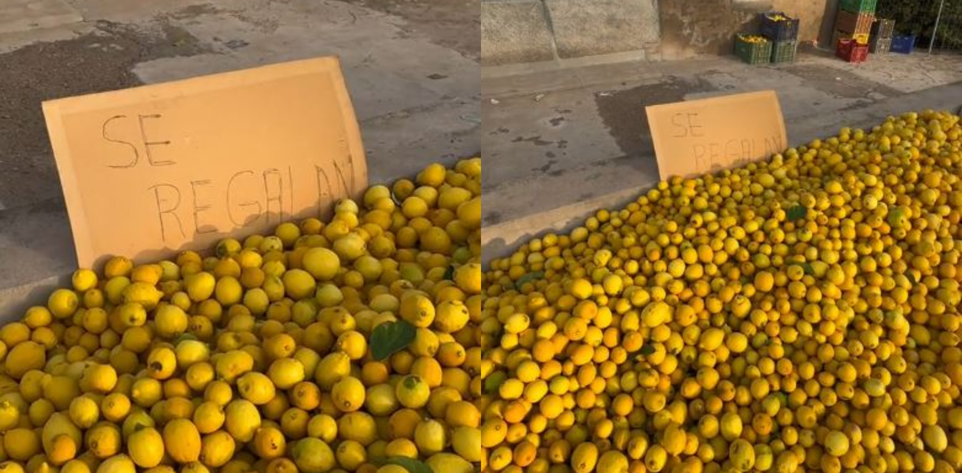 Crisis en el Campo Español: El Campo Se Ahoga Mientras los Precios se Desploman