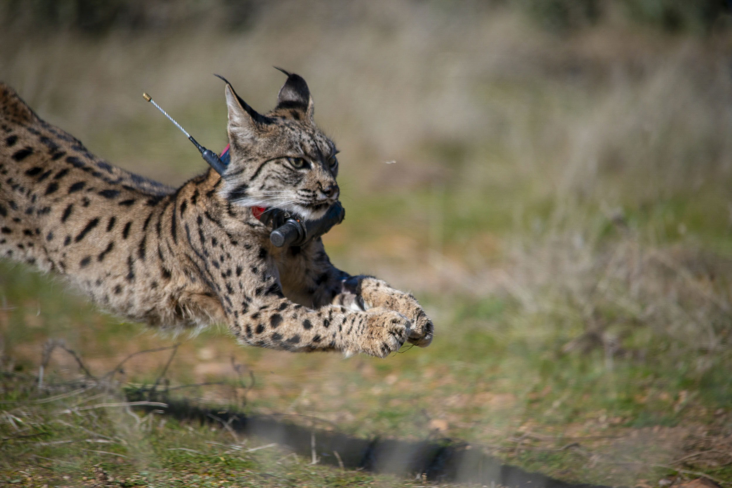 El Milagro Ibérico: El Lince Resurge de las Cenizas y Conquista Nuevos Territorios