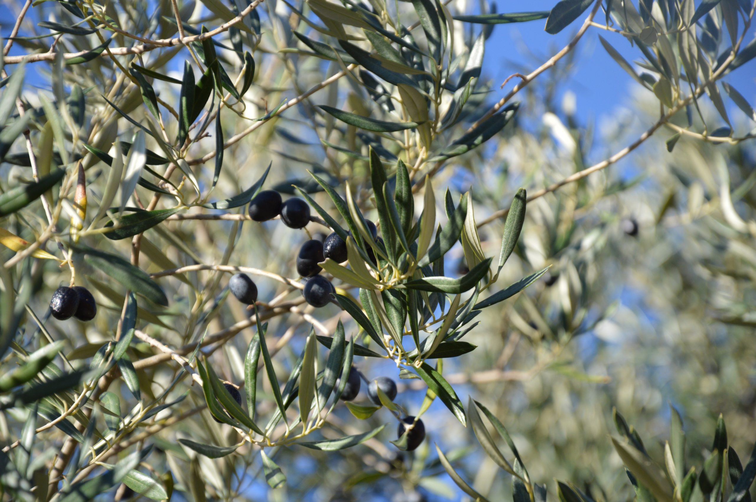 El Secreto Mejor Guardado de España: Cómo las Aceitunas Negras Alcanzan la Perfección