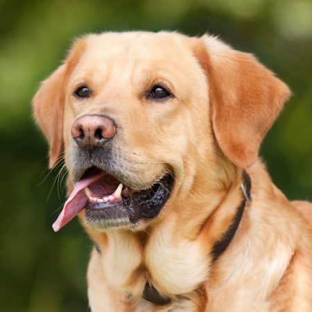 ¡Revolución Laboral! Tu Mascota Podría Salvarte del Despido