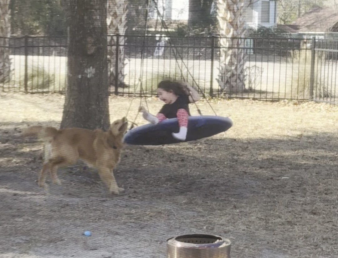 Los Golden Retriever, los reyes indiscutibles de TikTok: un fenómeno viral que conquista corazones