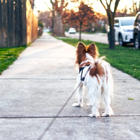 ¡Atención, Dueños de Mascotas! La Ley de Bienestar Animal y las Multas que Podrían Vaciar tu Bolsillo