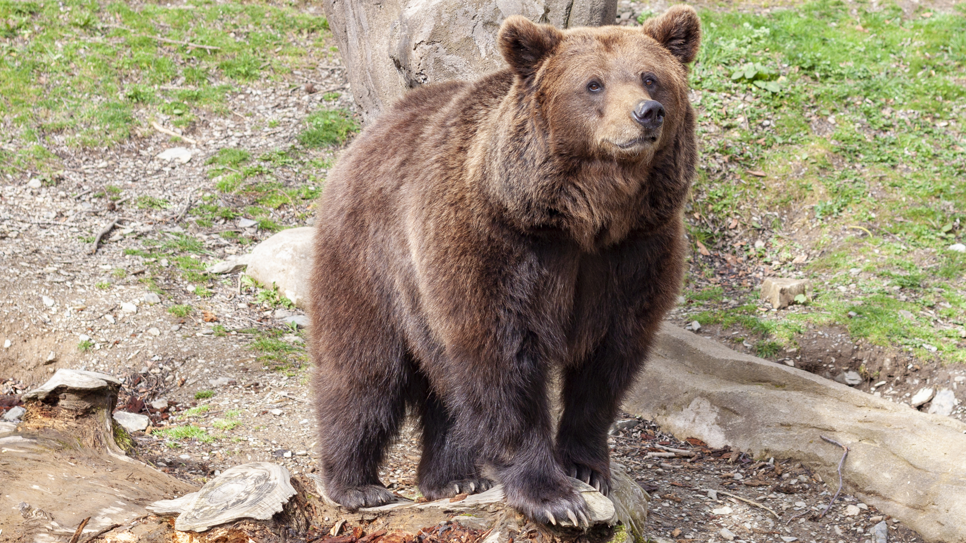 El Renacer del Oso Pardo: Una Historia de Éxito Ecológico en España