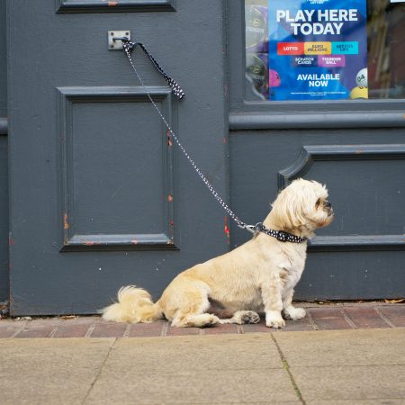 ¡Ojo, Dueños de Mascotas! Tu Comportamiento Cotidiano Podría Estar Multiando