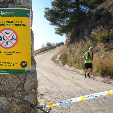 Collserola en Vilo: Peste Porcina y el Fantasma de los Incendios Dictan un Verano de Puertas Cerradas