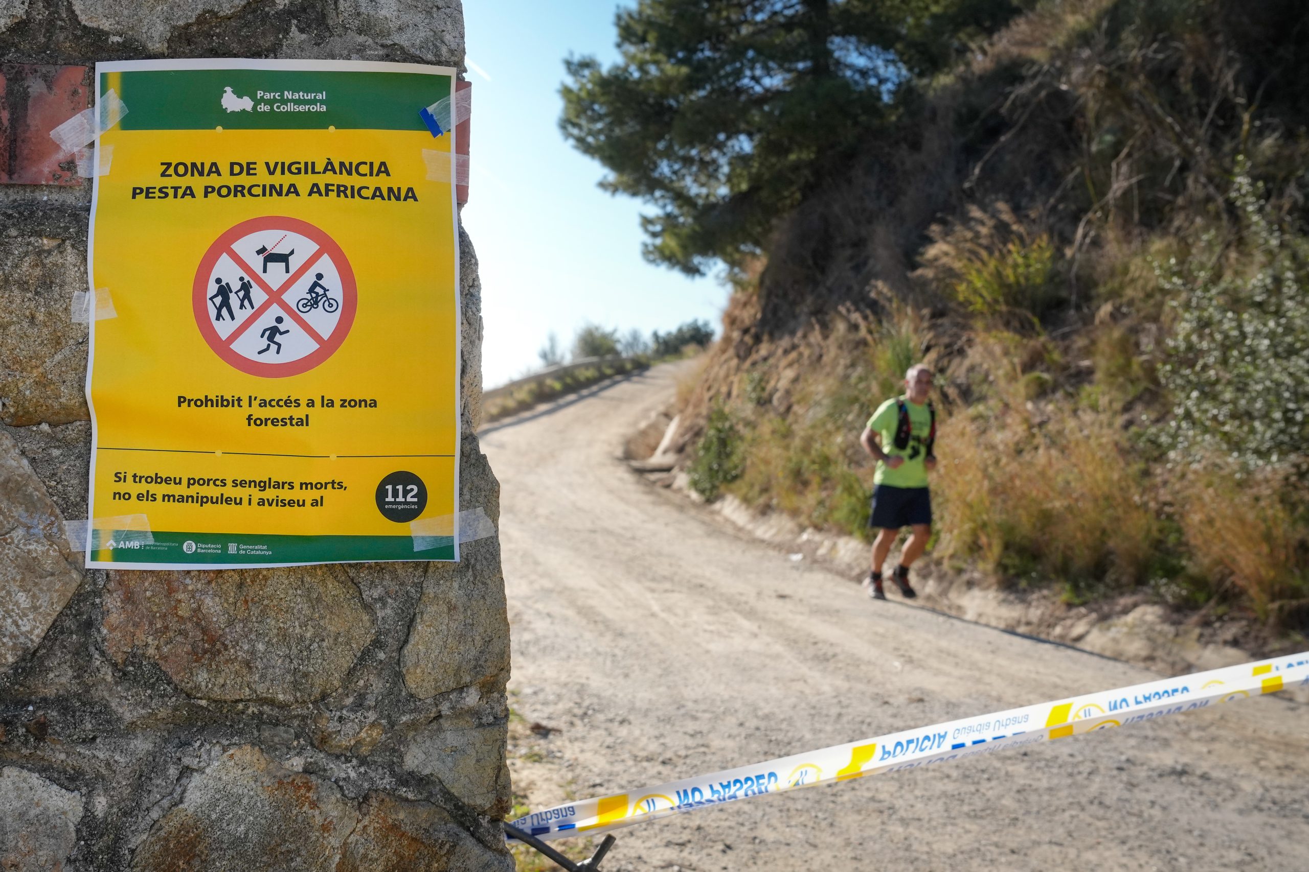 Collserola en Vilo: Peste Porcina y el Fantasma de los Incendios Dictan un Verano de Puertas Cerradas