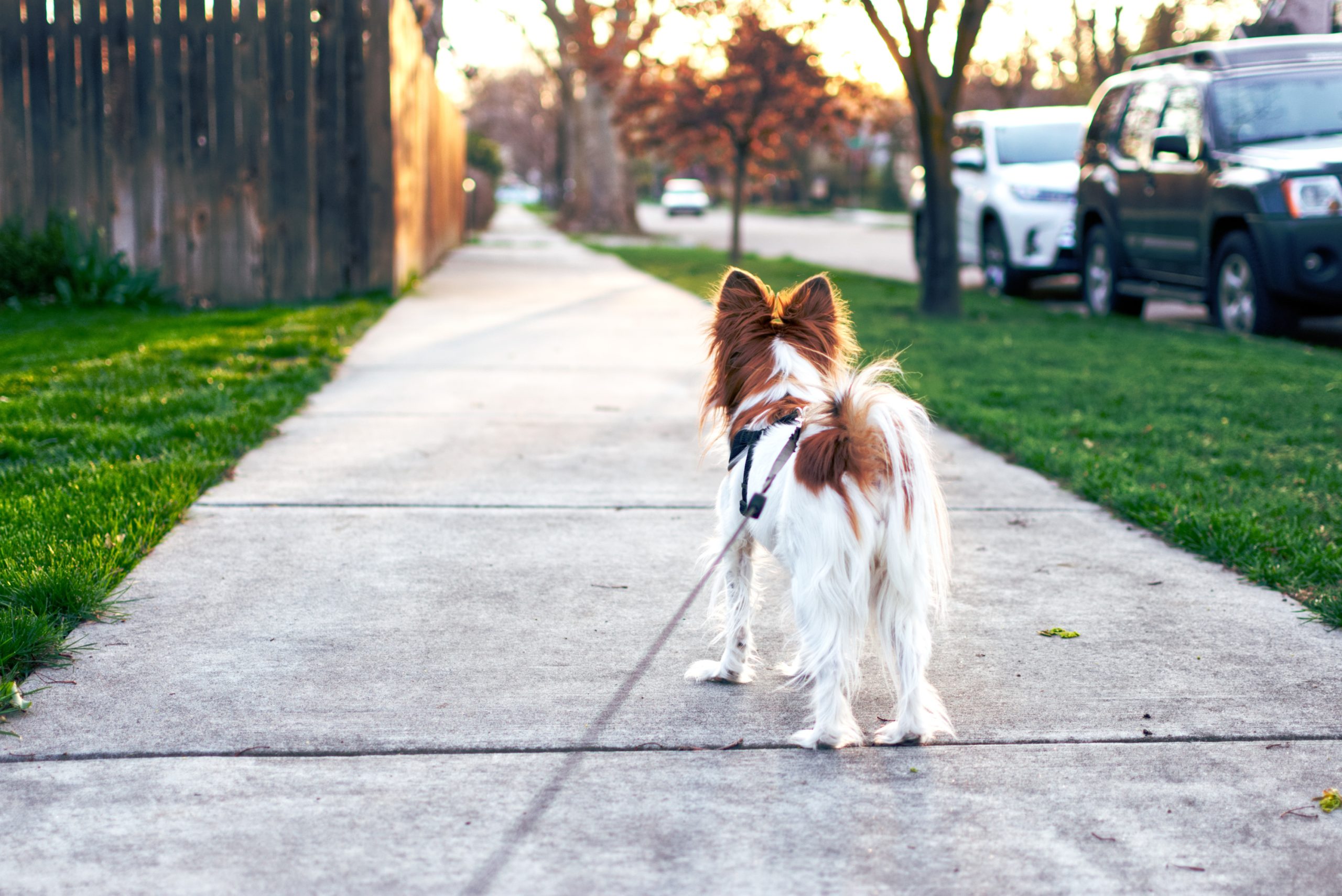 ¡Revolución en Europa! Perros y Gatos Tendrán Derechos Blindados con Nueva Ley de Bienestar Animal