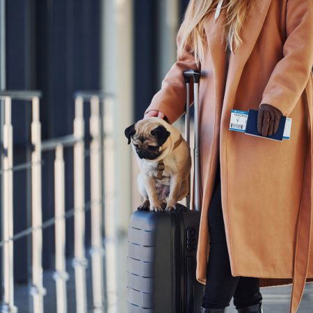¡Viaja con tu Mascota sin Problemas! Las Claves para Moverte por España con tu Compañero Peludo