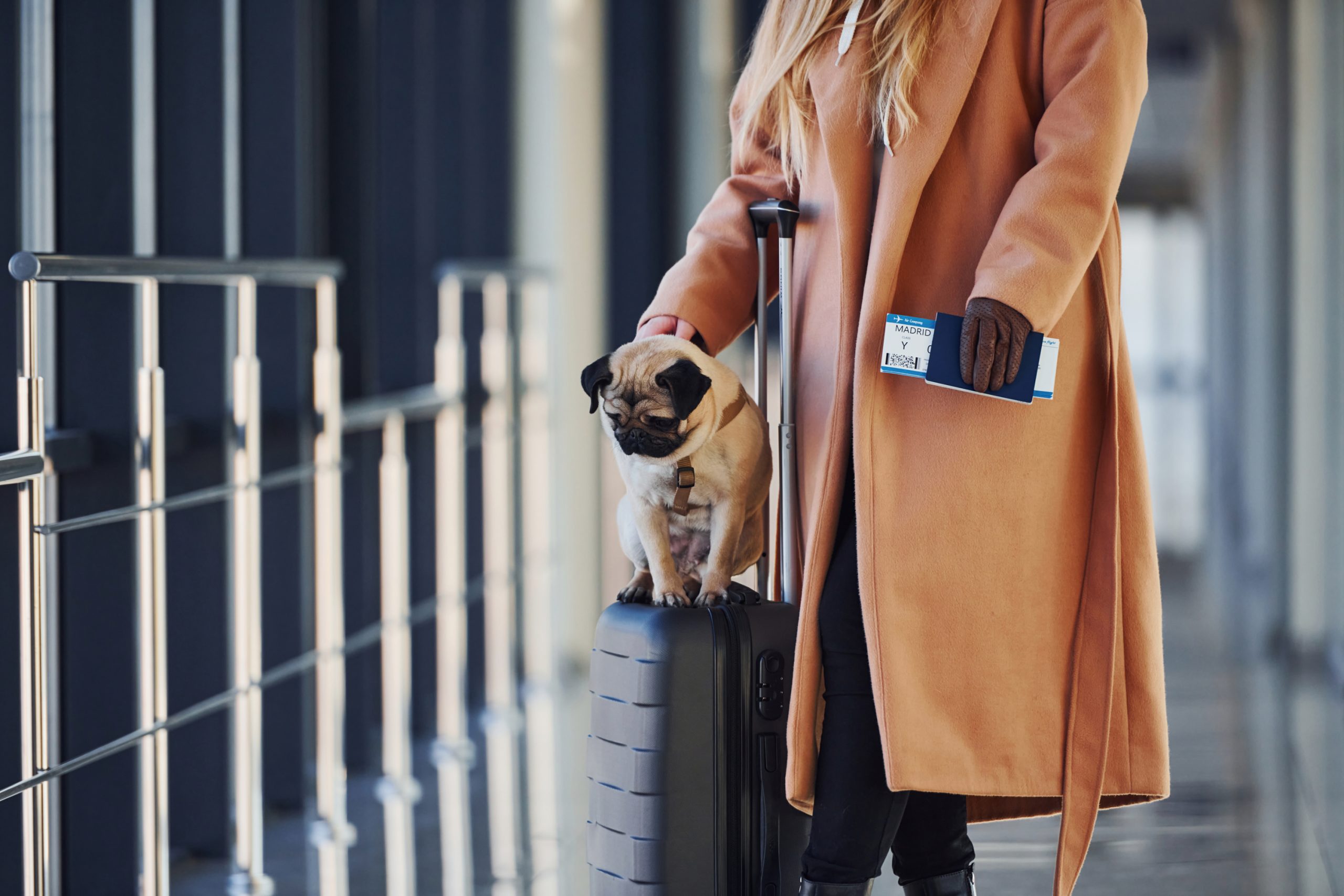 ¡Viaja con tu Mascota sin Problemas! Las Claves para Moverte por España con tu Compañero Peludo