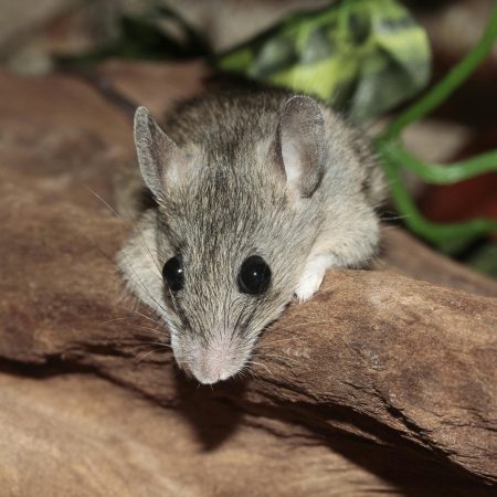 Alerta Sanitaria Global: El Hantavirus de los Andes Desata el Pánico en un Crucero