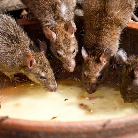 Superratas: La Amenaza Silenciosa que Asola España y Desafía los Métodos Tradicionales