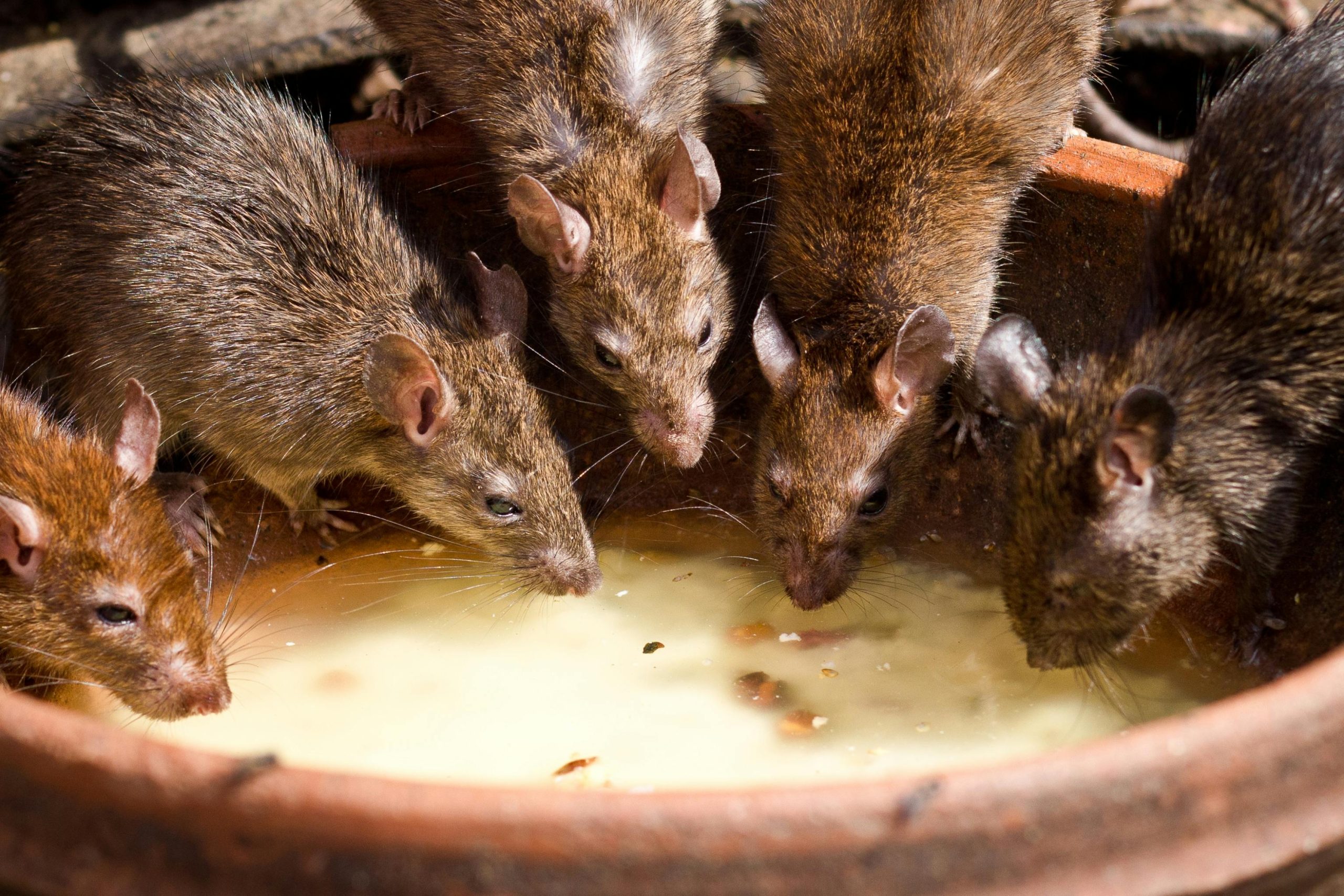 Superratas: La Amenaza Silenciosa que Asola España y Desafía los Métodos Tradicionales