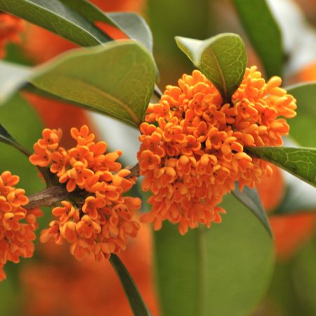 El Secreto Oriental que Conquista los Jardines Españoles: ¿El Aroma Más Fascinante del Mundo?
