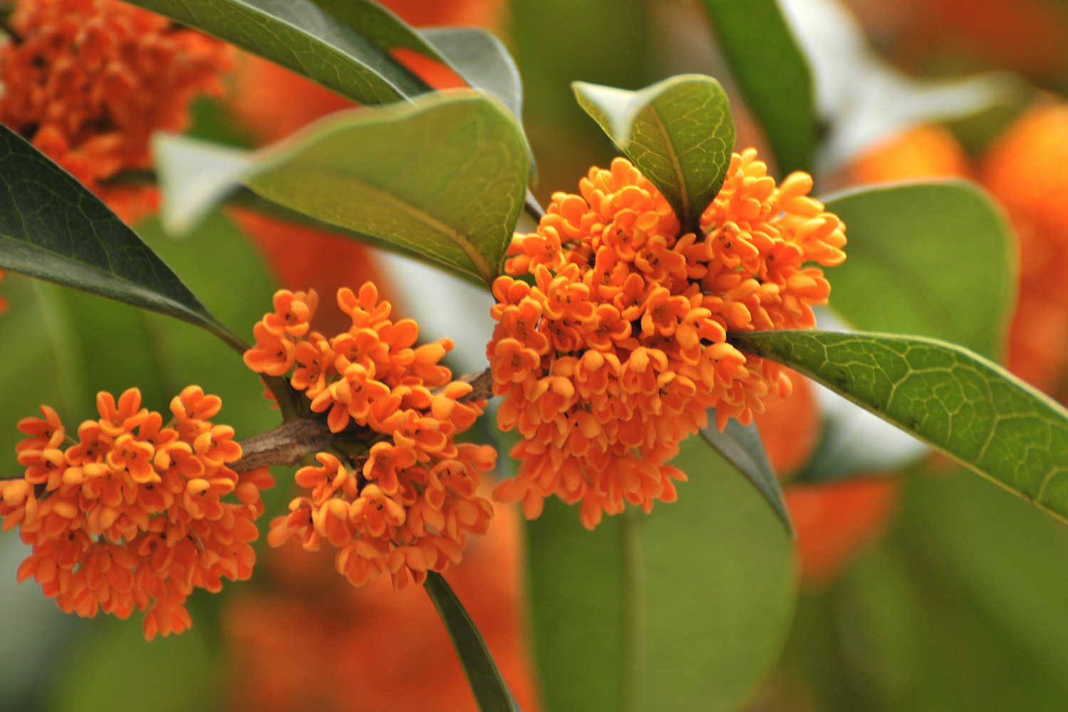 El Secreto Oriental que Conquista los Jardines Españoles: ¿El Aroma Más Fascinante del Mundo?