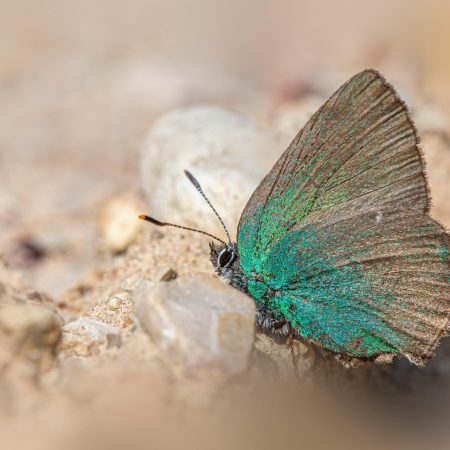 ¡Sorpresa en Barcelona! Descubren Nueva Especie de Mariposa en Pleno Corazón Urbano