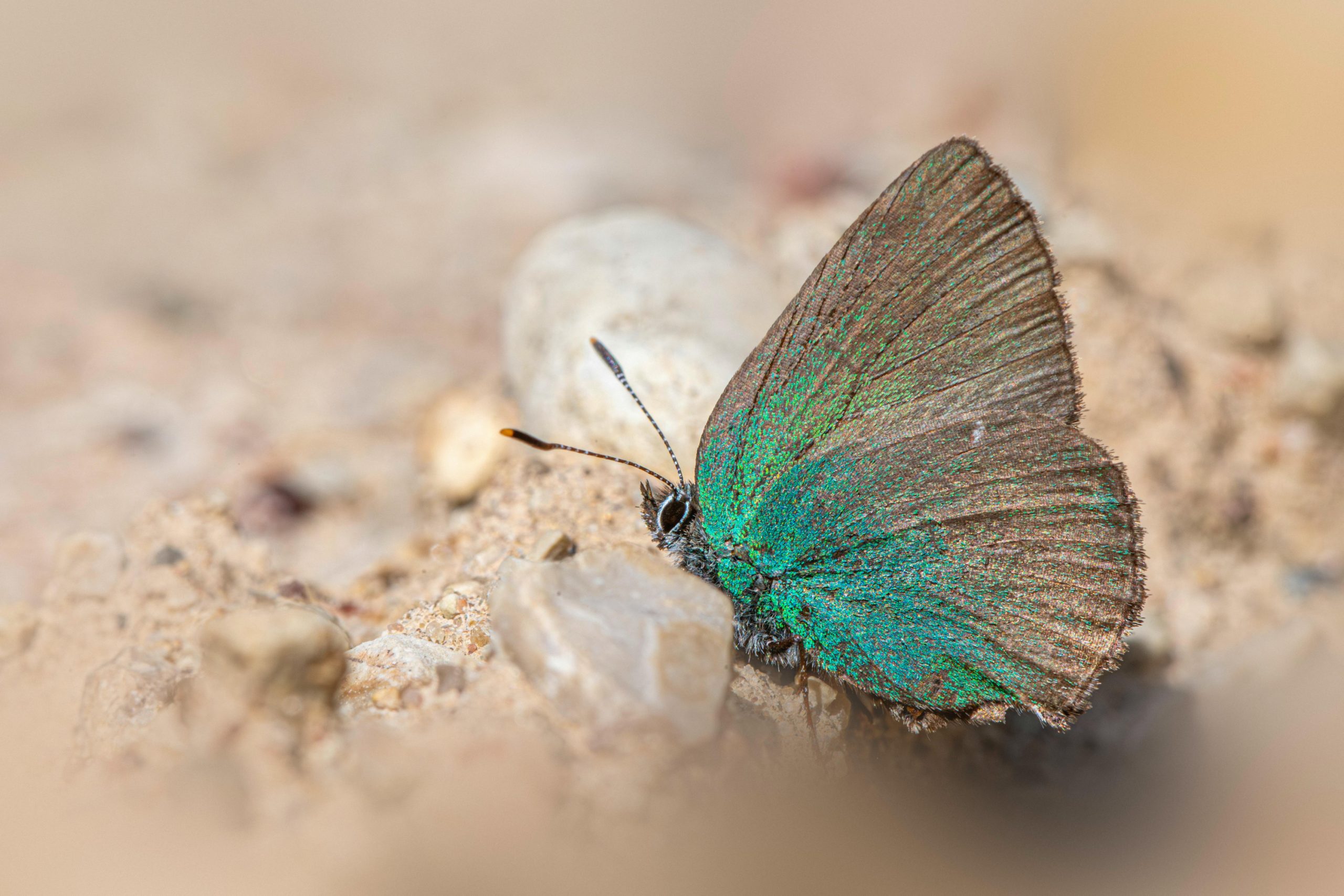 ¡Sorpresa en Barcelona! Descubren Nueva Especie de Mariposa en Pleno Corazón Urbano