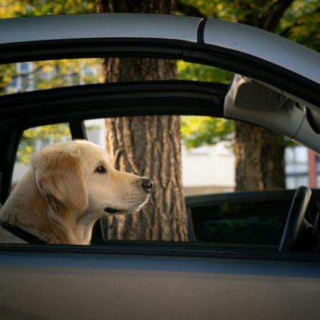 ¡Alerta Roja en Verano! La Ley de Bienestar Animal Prohíbe Dejar a Tu Mascota Sola en el Coche: Multas de Hasta 200.000€