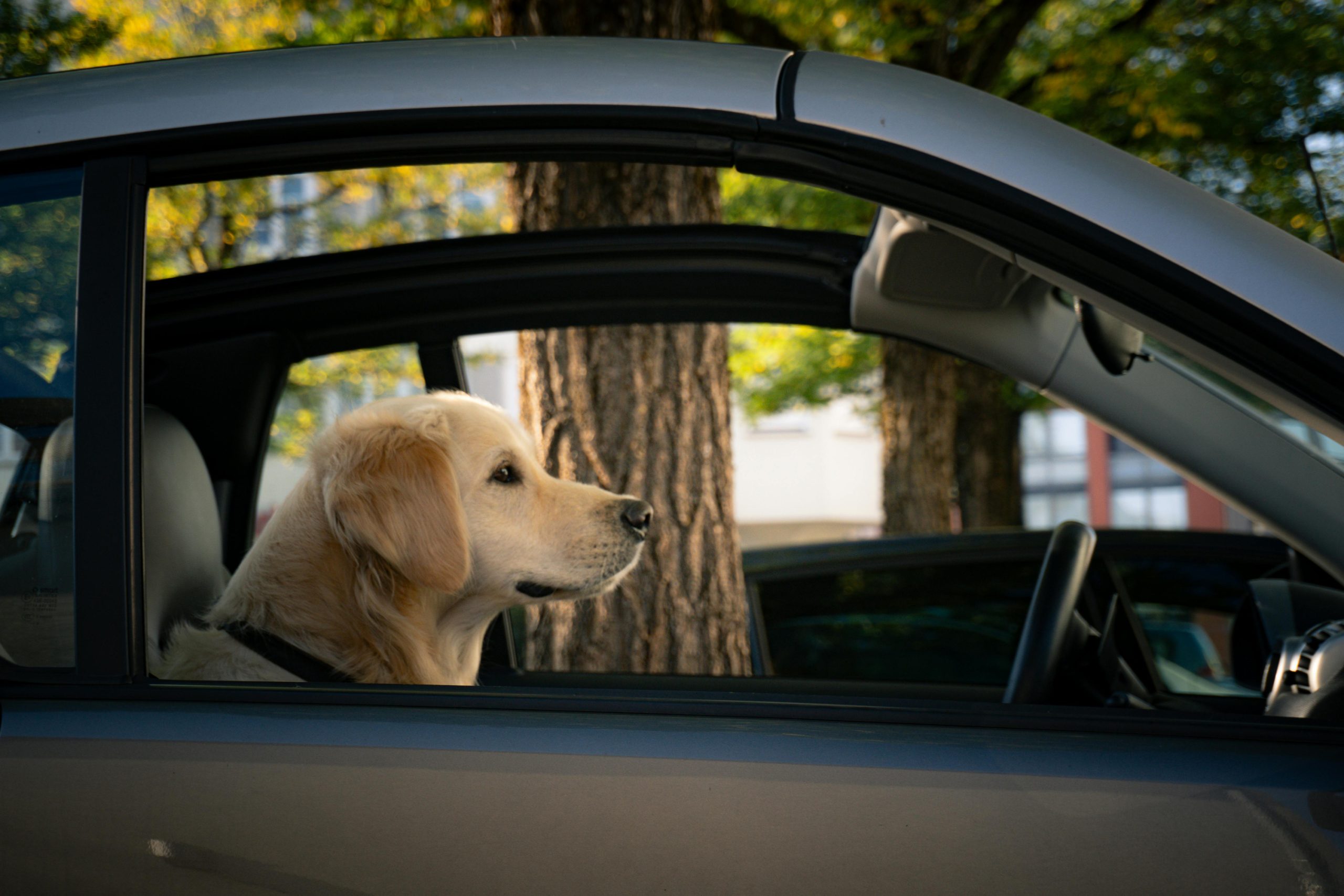 ¡Alerta Roja en Verano! La Ley de Bienestar Animal Prohíbe Dejar a Tu Mascota Sola en el Coche: Multas de Hasta 200.000€