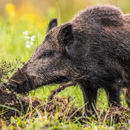 ¡Alerta en Andalucía! Caza de Jabalíes con Tecnología de Vanguardia para Frenar la Plaga