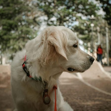 Animal Alert! The Law That Revolutionizes Pet Ownership in Spain: Are You Up to Date?