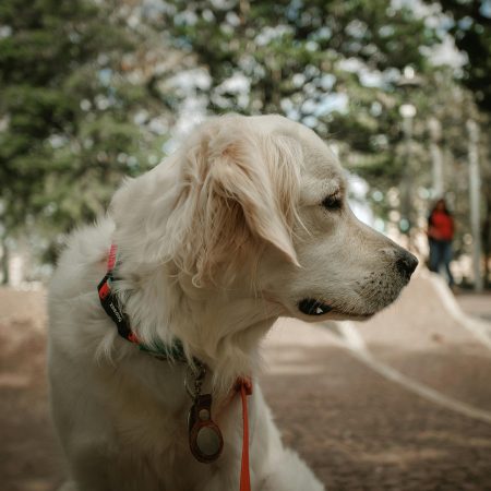 ¡Alerta Animal! La Ley que Revoluciona la Tenencia de Mascotas en España: ¿Estás al Día?