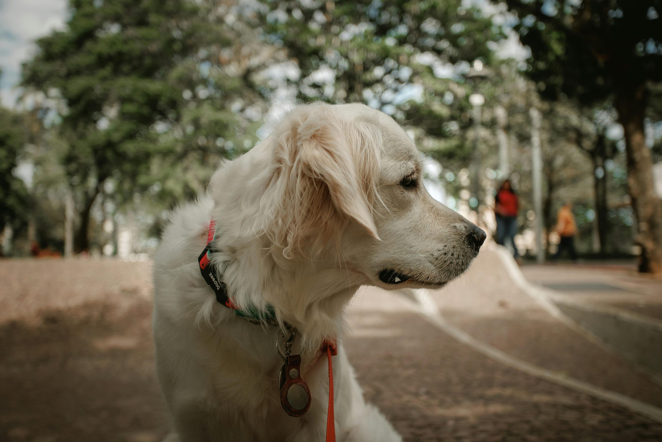 ¡Alerta Animal! La Ley que Revoluciona la Tenencia de Mascotas en España: ¿Estás al Día?