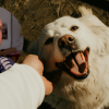 El Debate Canino que Sacude las Redes: ¿Mimar o Ignorar a tu Perro al Llegar a Casa?