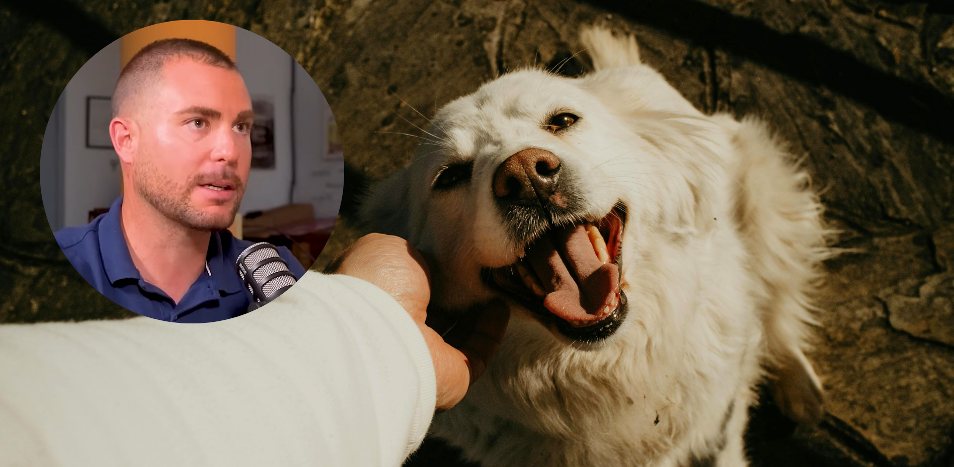 El Debate Canino que Sacude las Redes: ¿Mimar o Ignorar a tu Perro al Llegar a Casa?